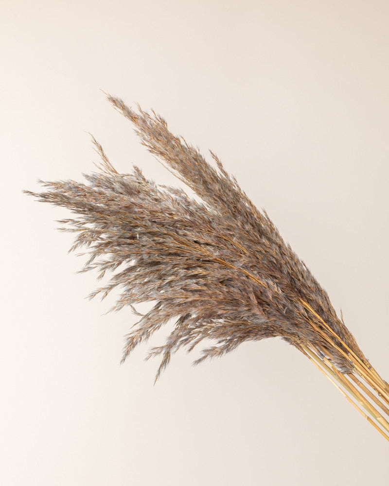 Plume reed long Kyan nature 70gr - Azul