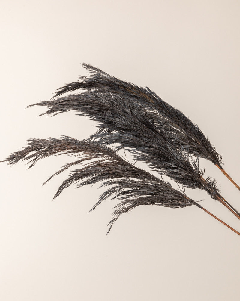 Pampa jaxx negro natural 65/75cm - 6pc