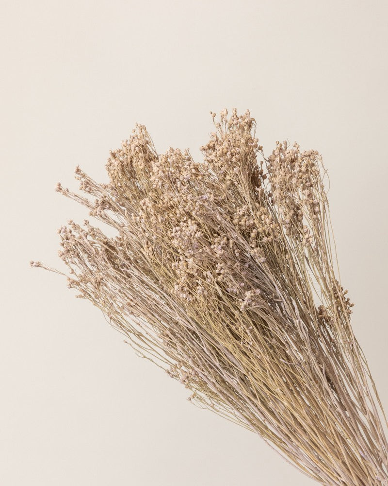Broom bloom seco lila misty (mazo)