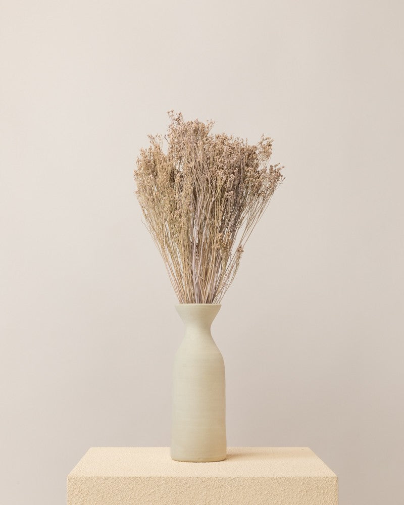 Broom bloom seco lila misty (mazo)