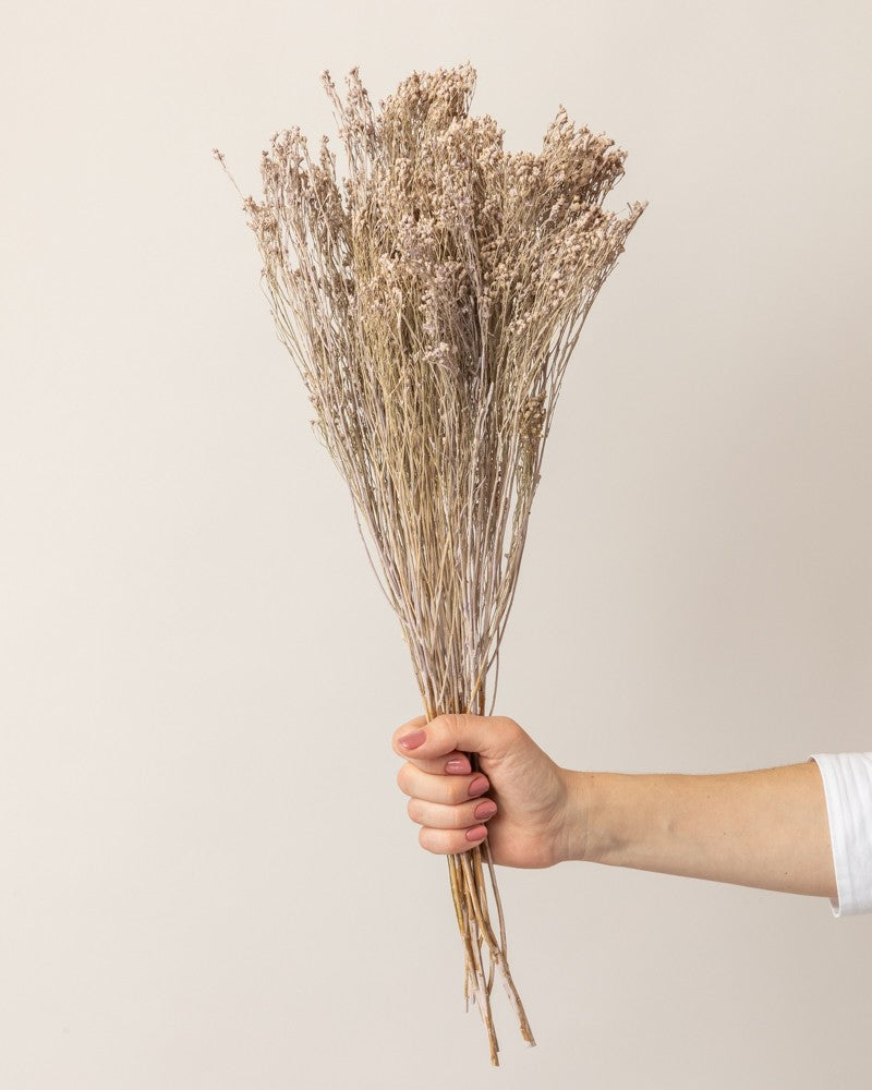 Broom bloom seco lila misty (mazo)