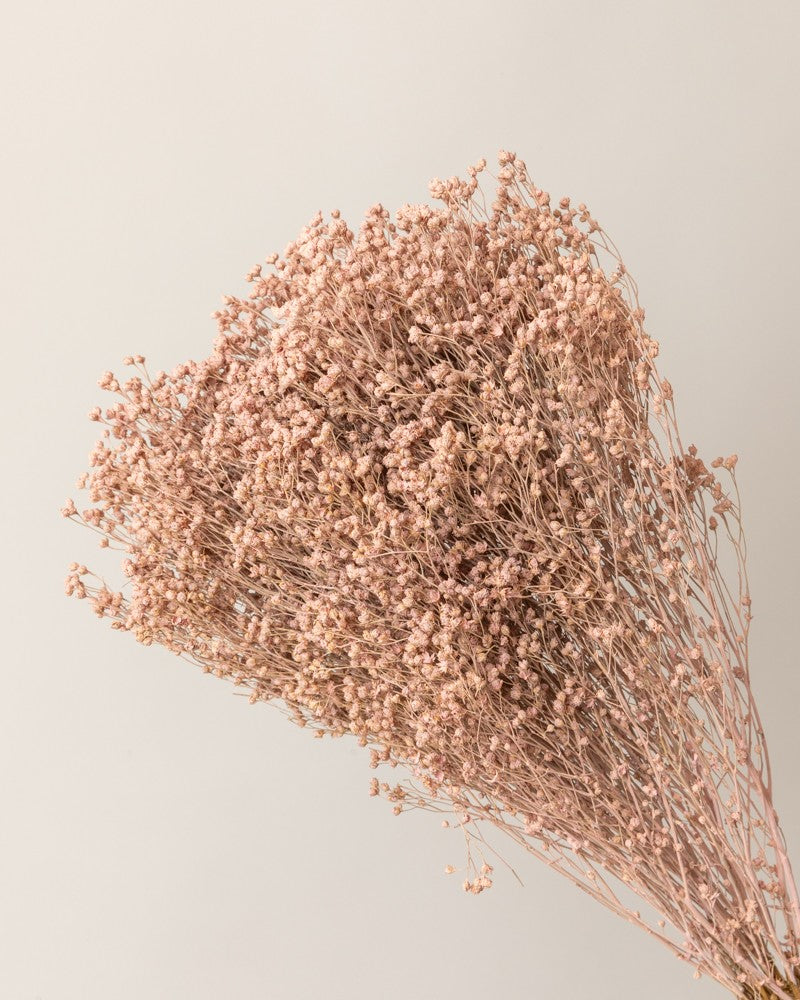 Broom bloom seco rosa misty (mazo)