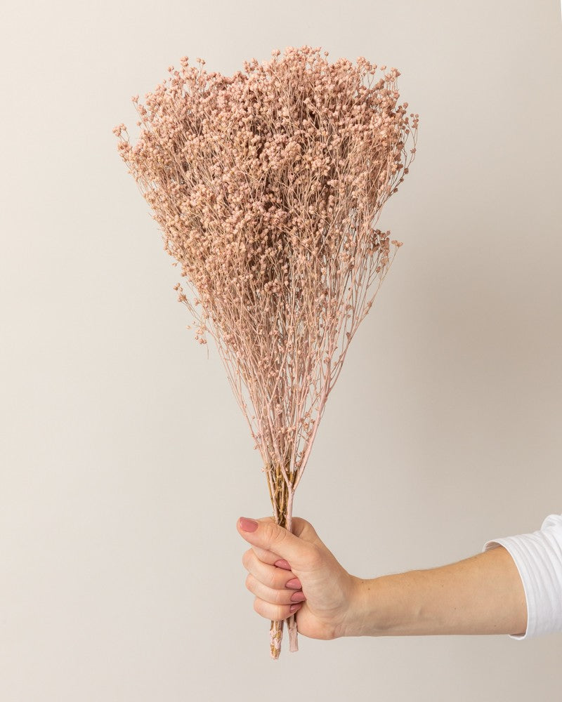 Broom bloom seco rosa misty (mazo)