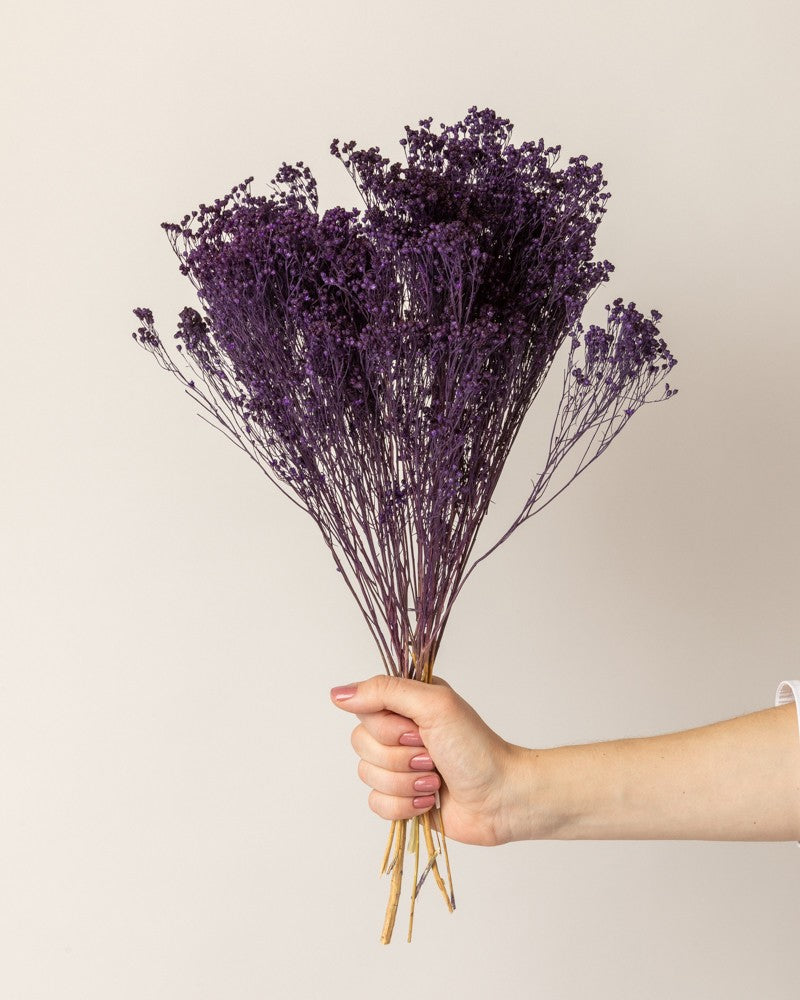Broom bloom seco morado (mazo)