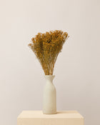 Broom bloom seco amarillo (mazo)