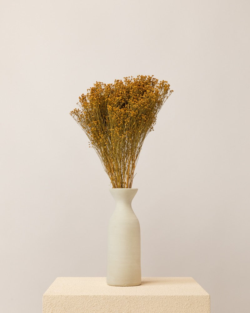 Broom bloom seco amarillo (mazo)