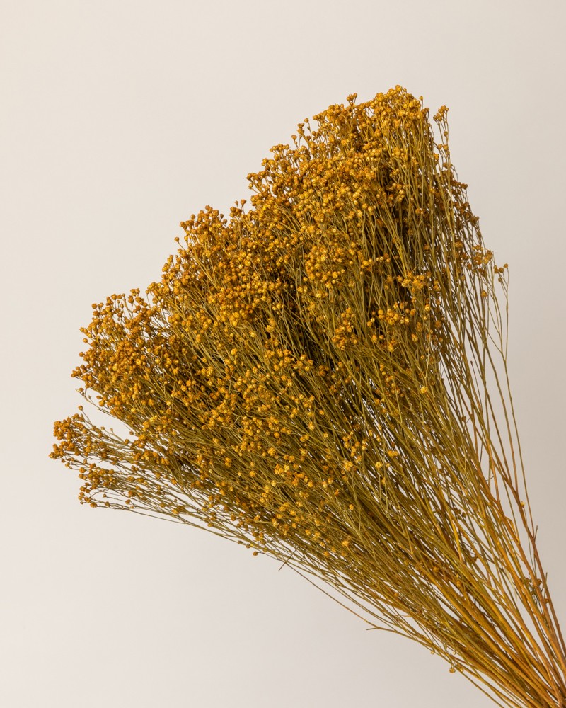 Broom bloom seco amarillo (mazo)