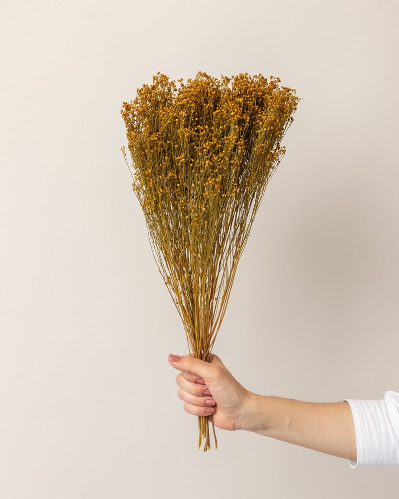 Broom bloom seco amarillo (mazo)