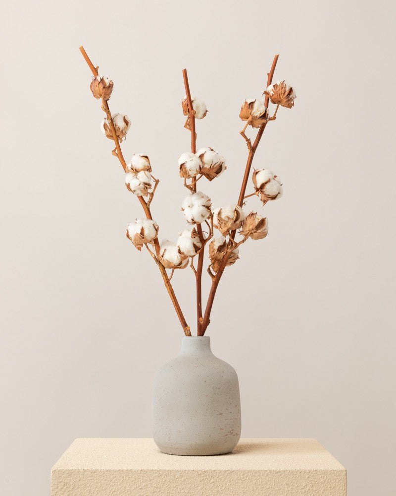 3 Ramas de algodón decorativas - 3 varas