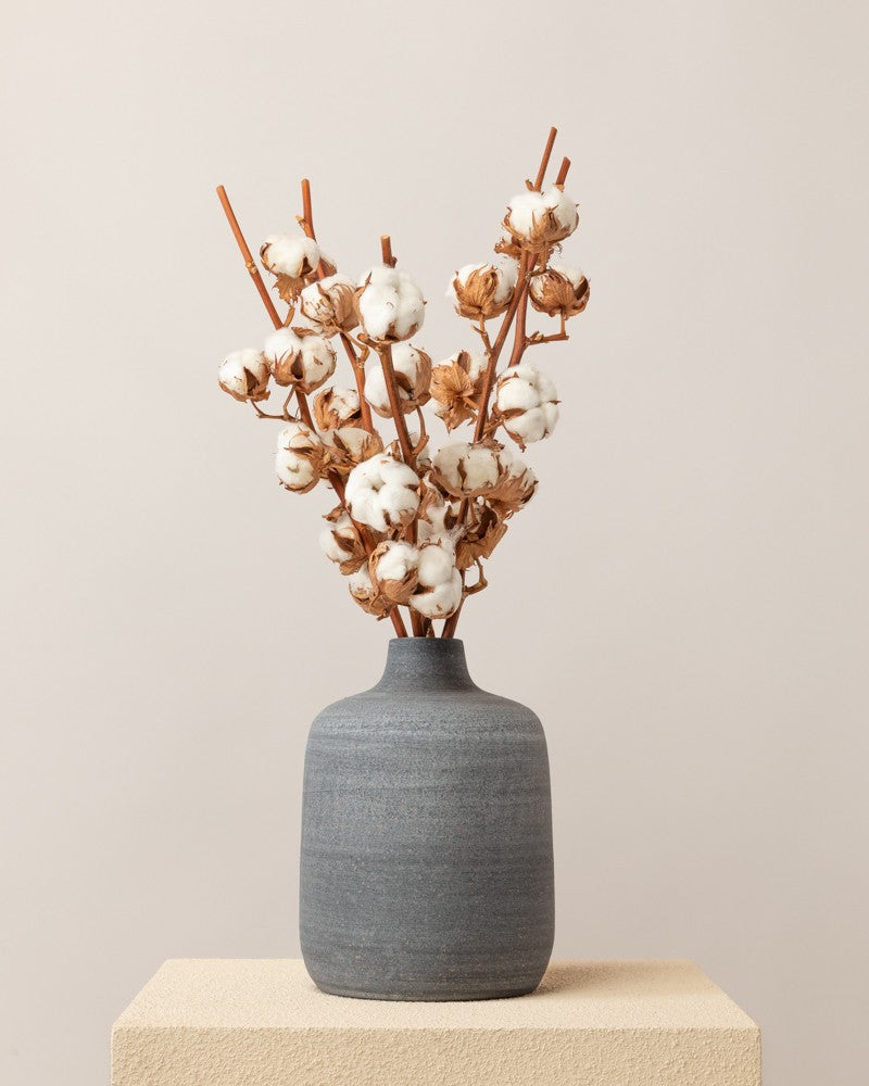 5 Ramas de algodón decorativas - 5 varas