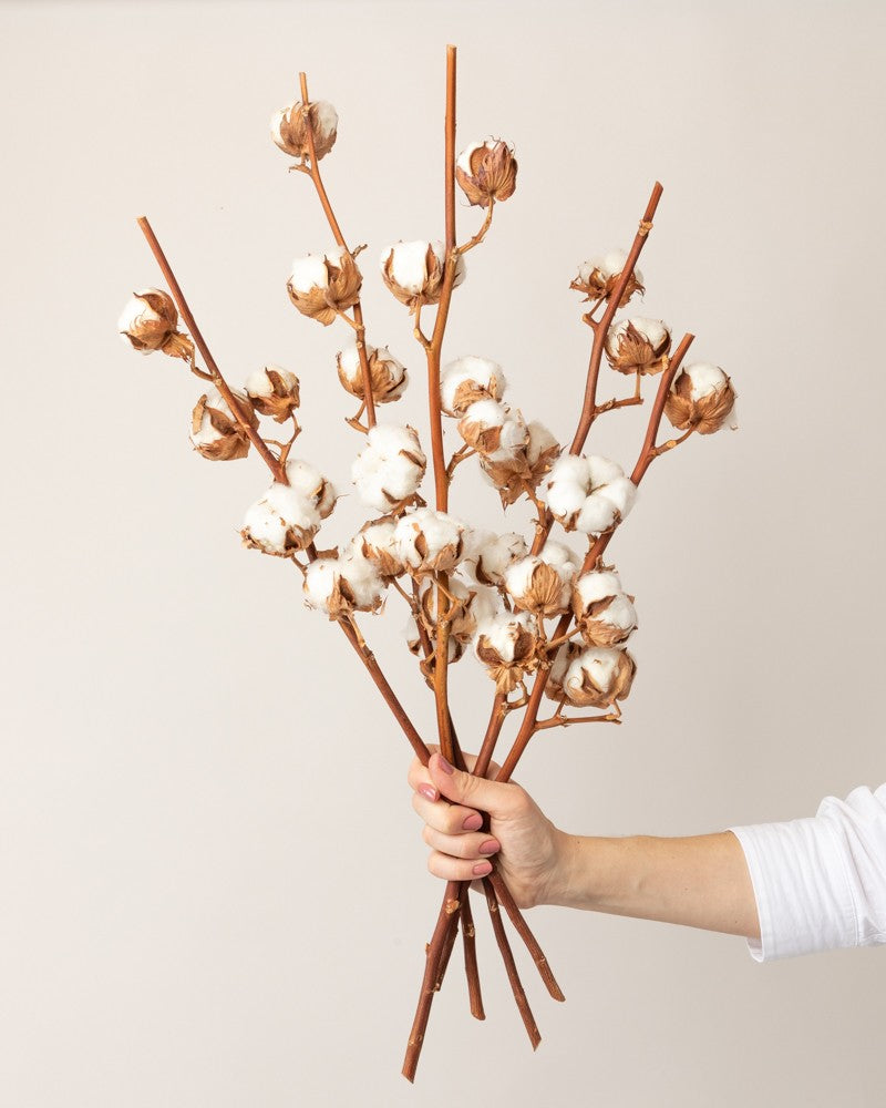 5 Ramas de algodón decorativas - 5 varas