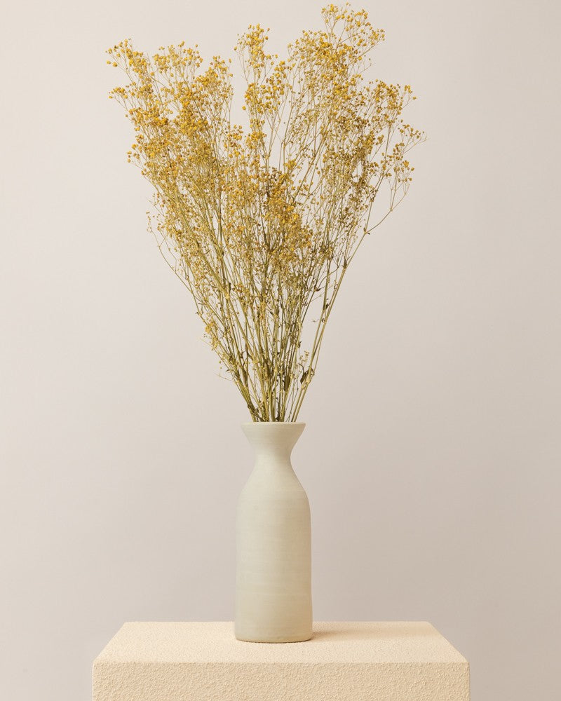 Paniculata seca