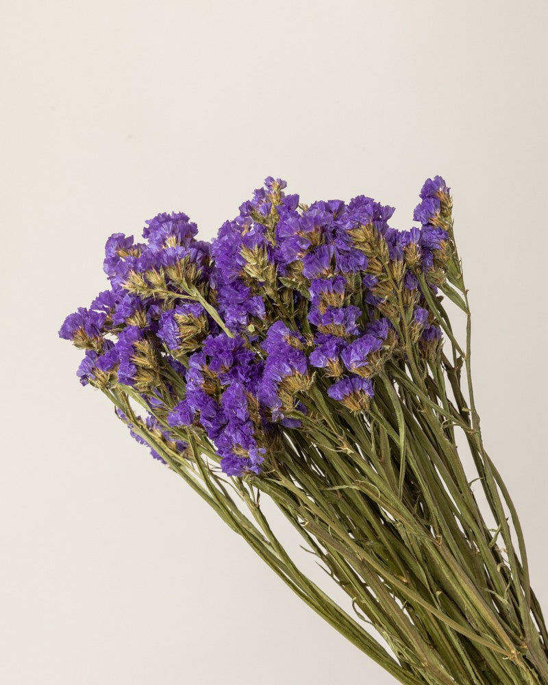 Siempreviva seca, Statice seco -  Azul