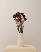 Helichrysum Rosa oscuro Premium