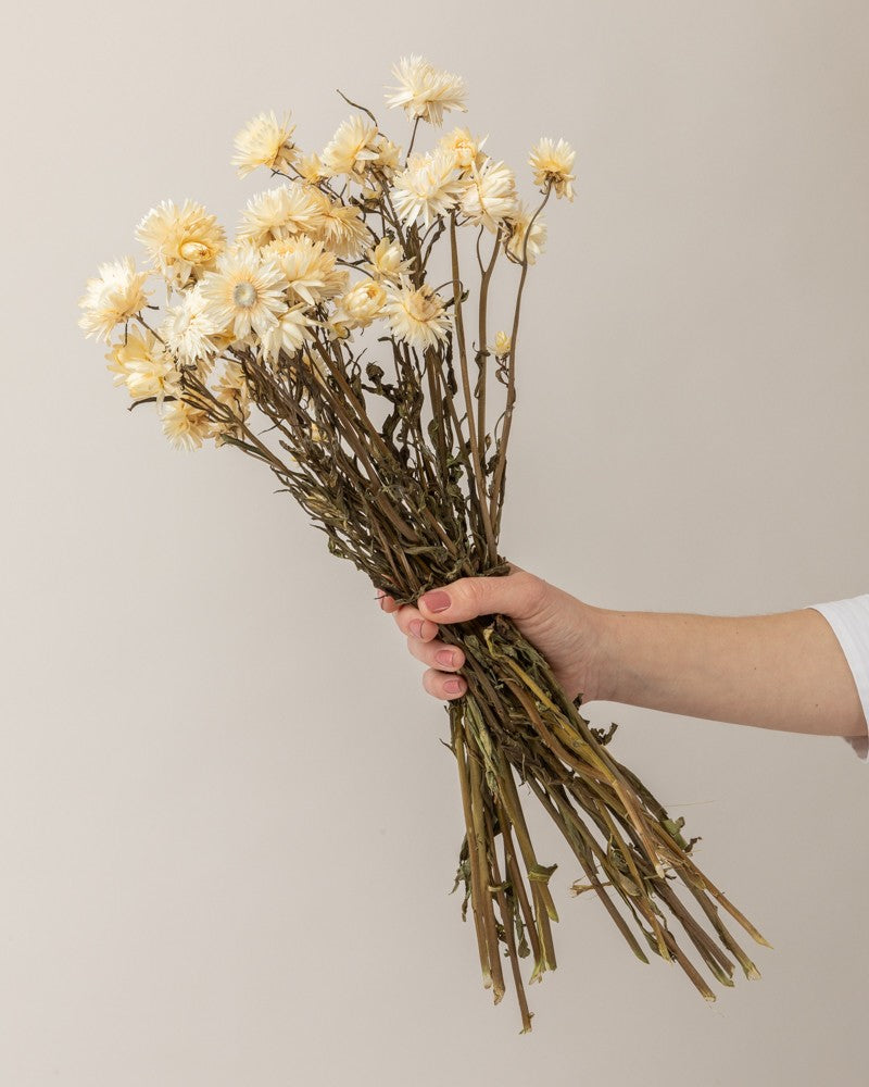 Helichrysum blanco (mazo)