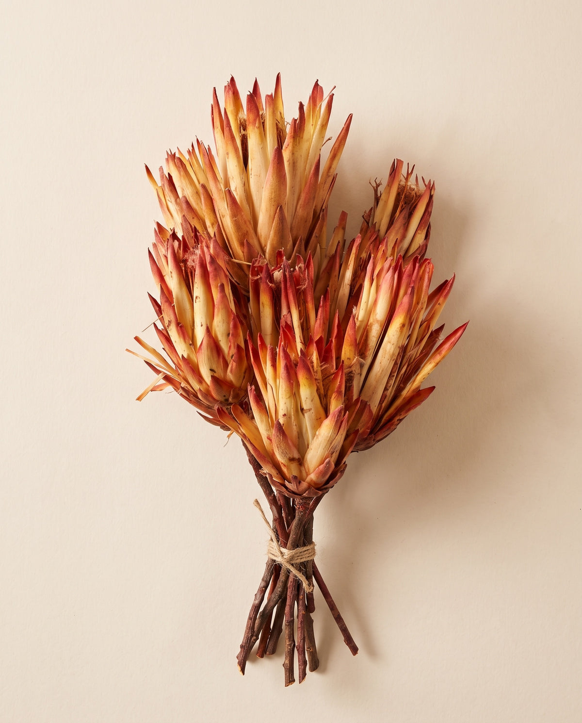Protea pendula seca roja/naranja