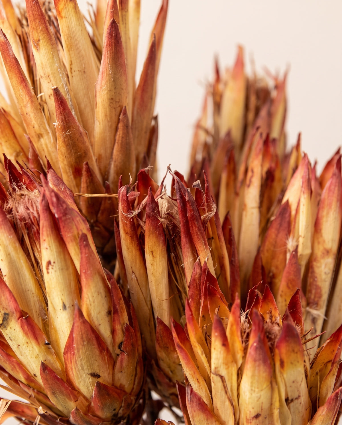 Detalle de cerca de protea pendula seca roja/naranja.