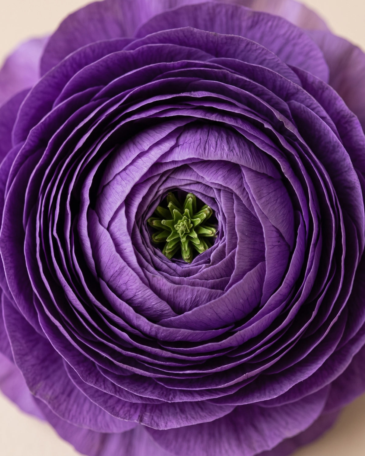 Detalle de los pétalos de un ranúnculo preservado lavanda