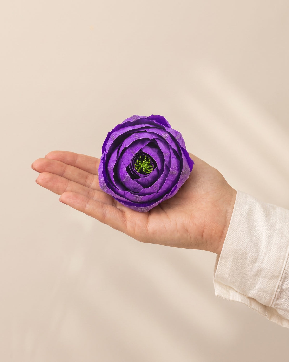 Ranúnculo preservado lavanda, una cabeza en la palma de la mano para ver su tamaño real