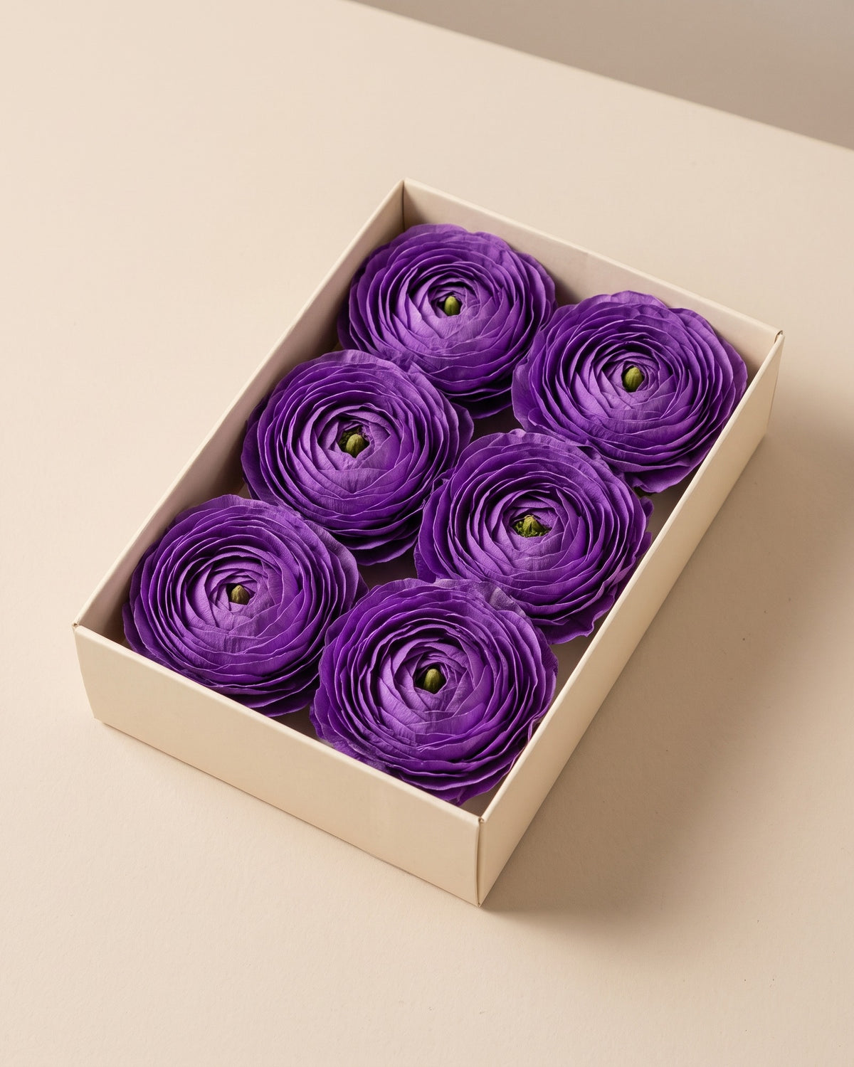 Ranúnculos preservados lavanda, cabezas en una caja abierta