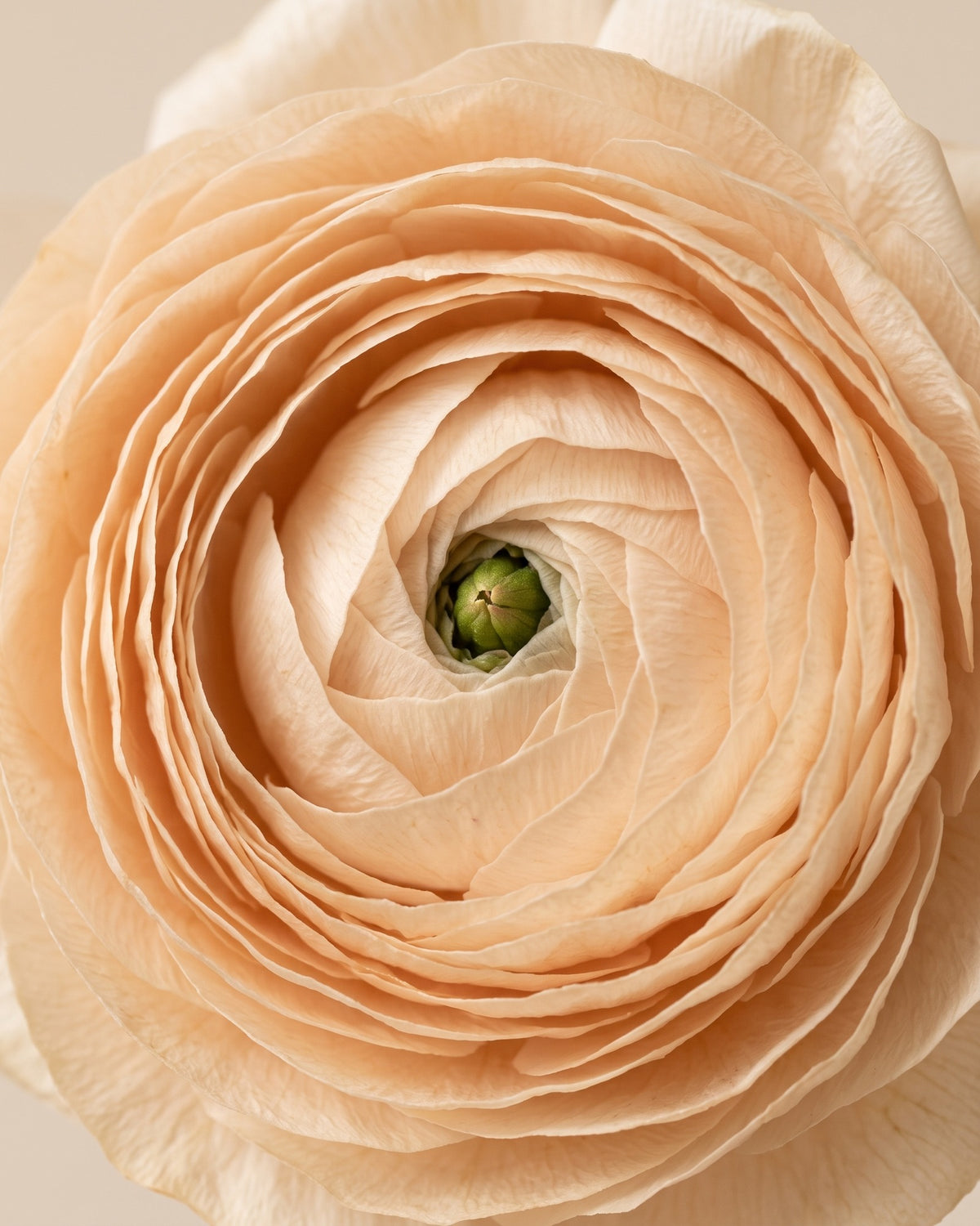 Detalle de los pétalos de un ranúnculo preservado rosa claro