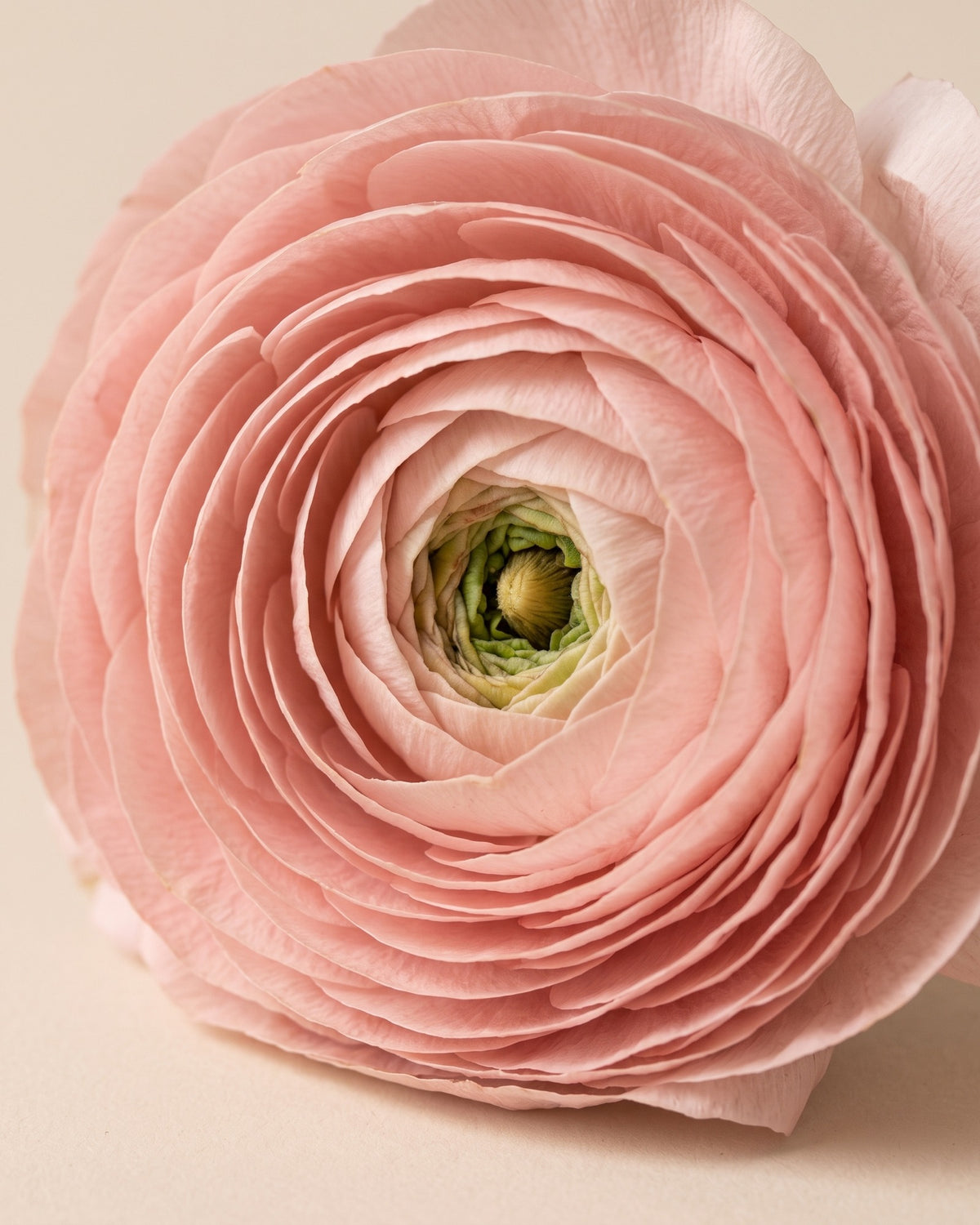Detalle de los pétalos de un ranúnculo preservado rosa empolvado