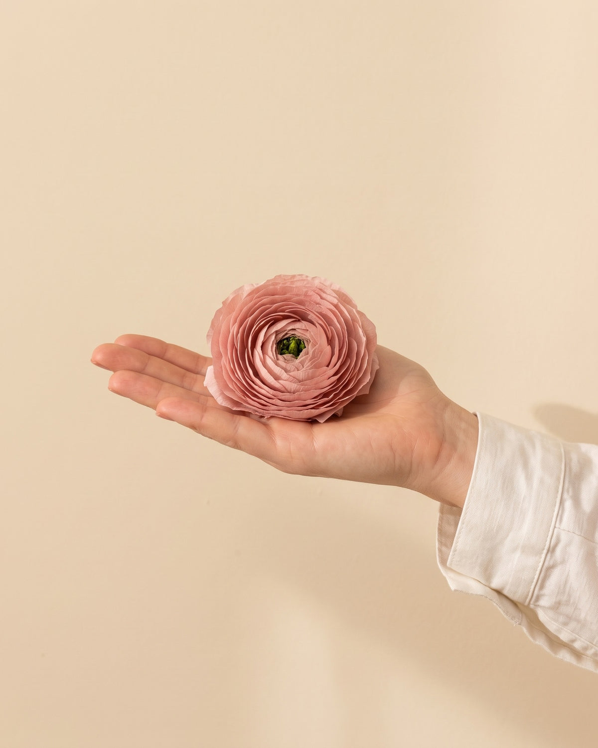 Ranúnculo preservado rosa empolvado, una cabeza en la palma de la mano para ver su tamaño real