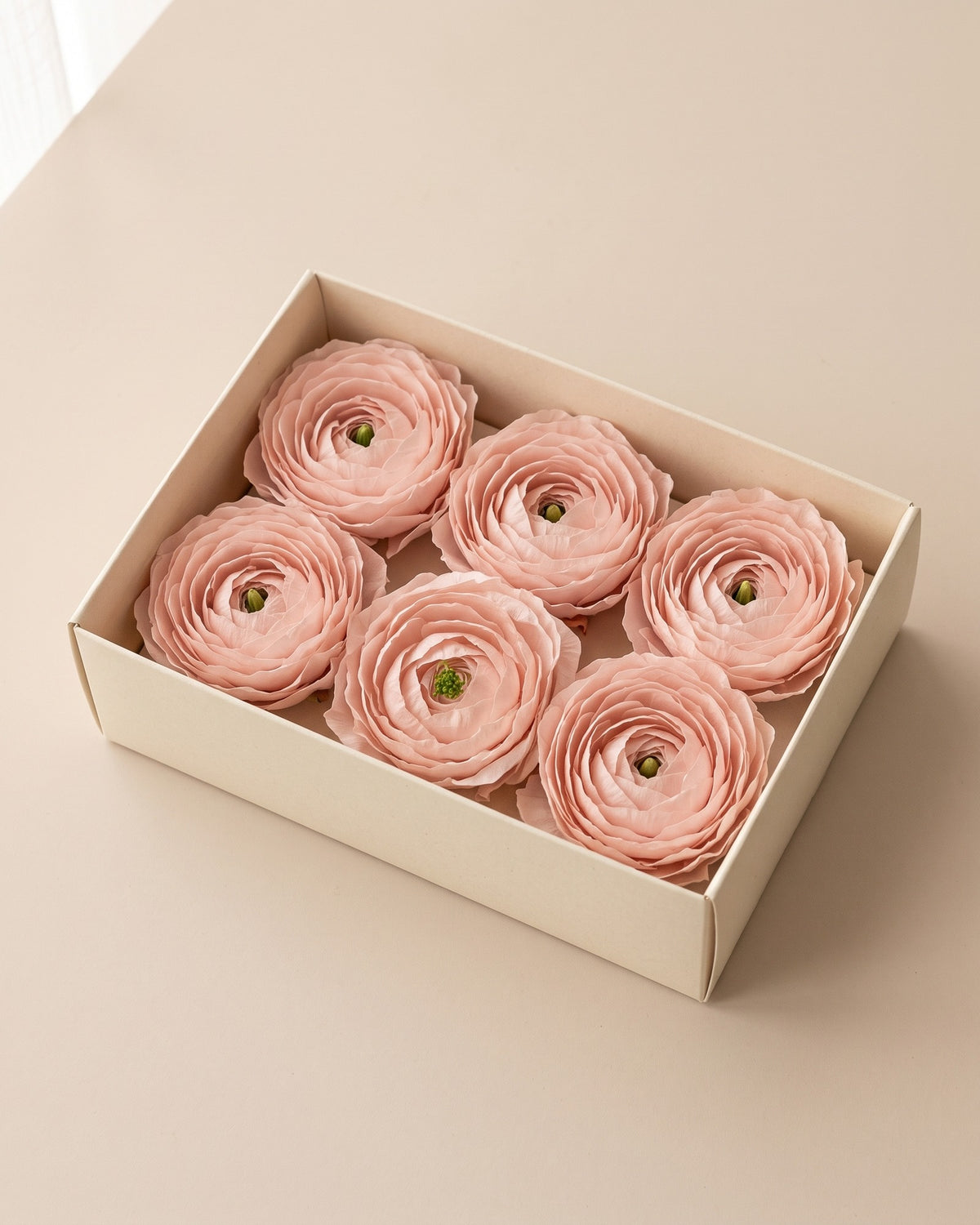 Ranúnculos preservados rosa empolvado, cabezas en una caja abierta