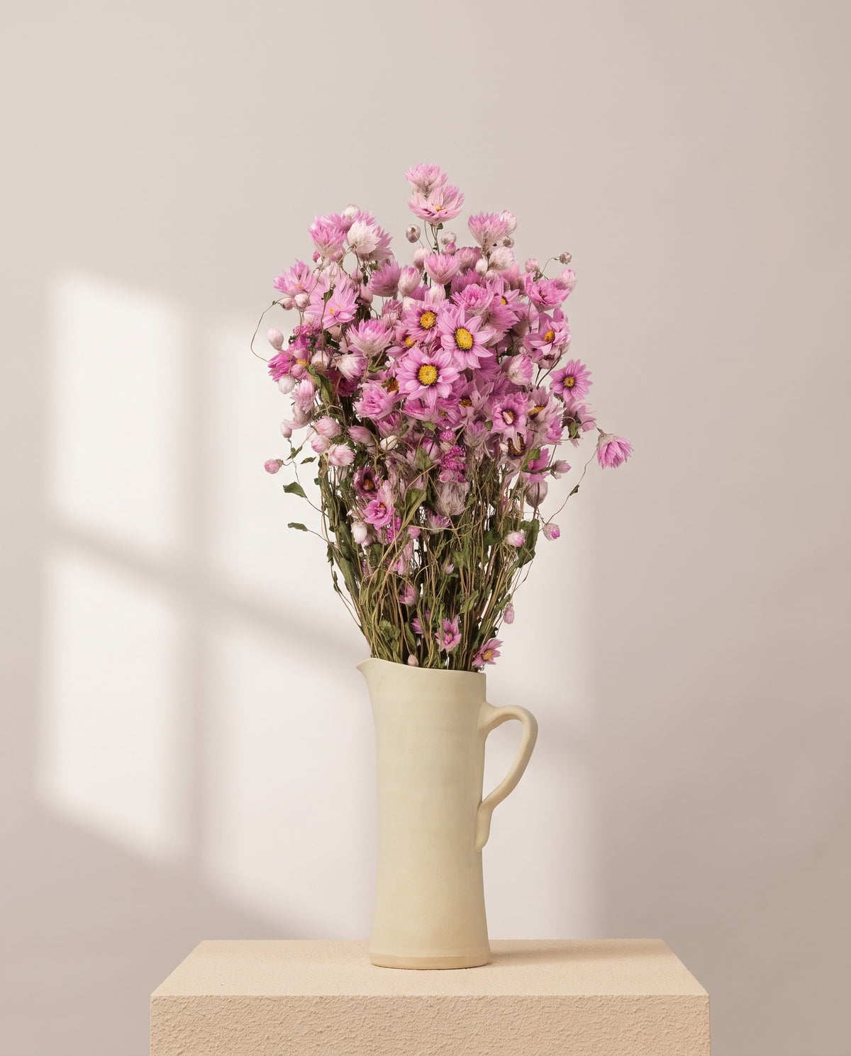 Rhodanthe seca rosa en una jarra de cerámica crema. Jarra no incluida.