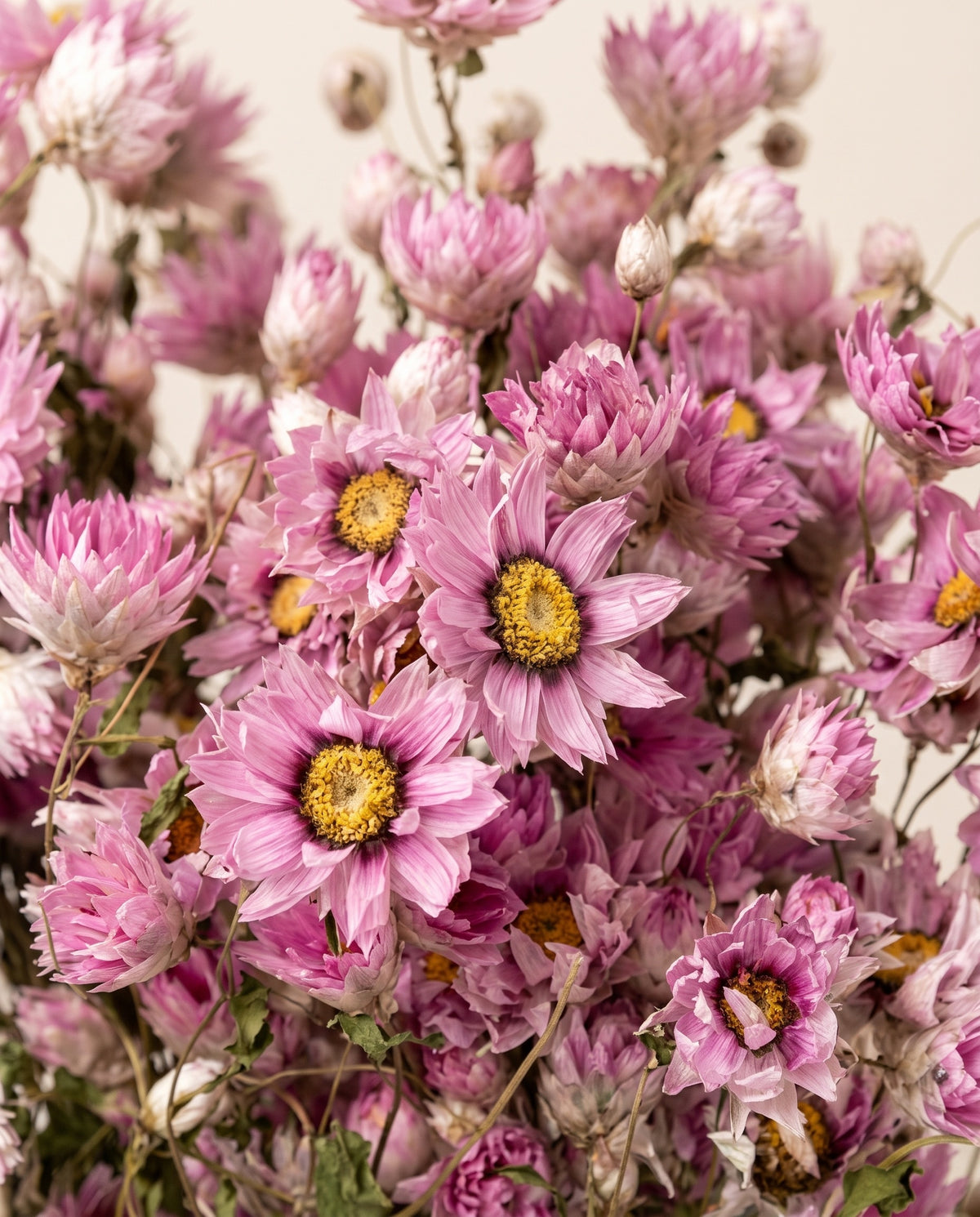 Detalle de cerca de rhodanthe seca rosa.