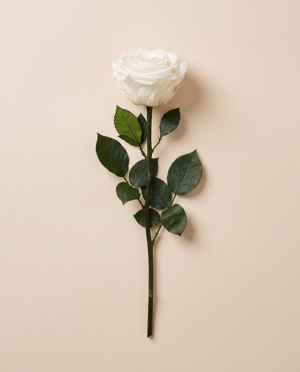 Rosa grande preservada blanca con tallo de 55 cm, vista desde arriba. Se vende por unidad.