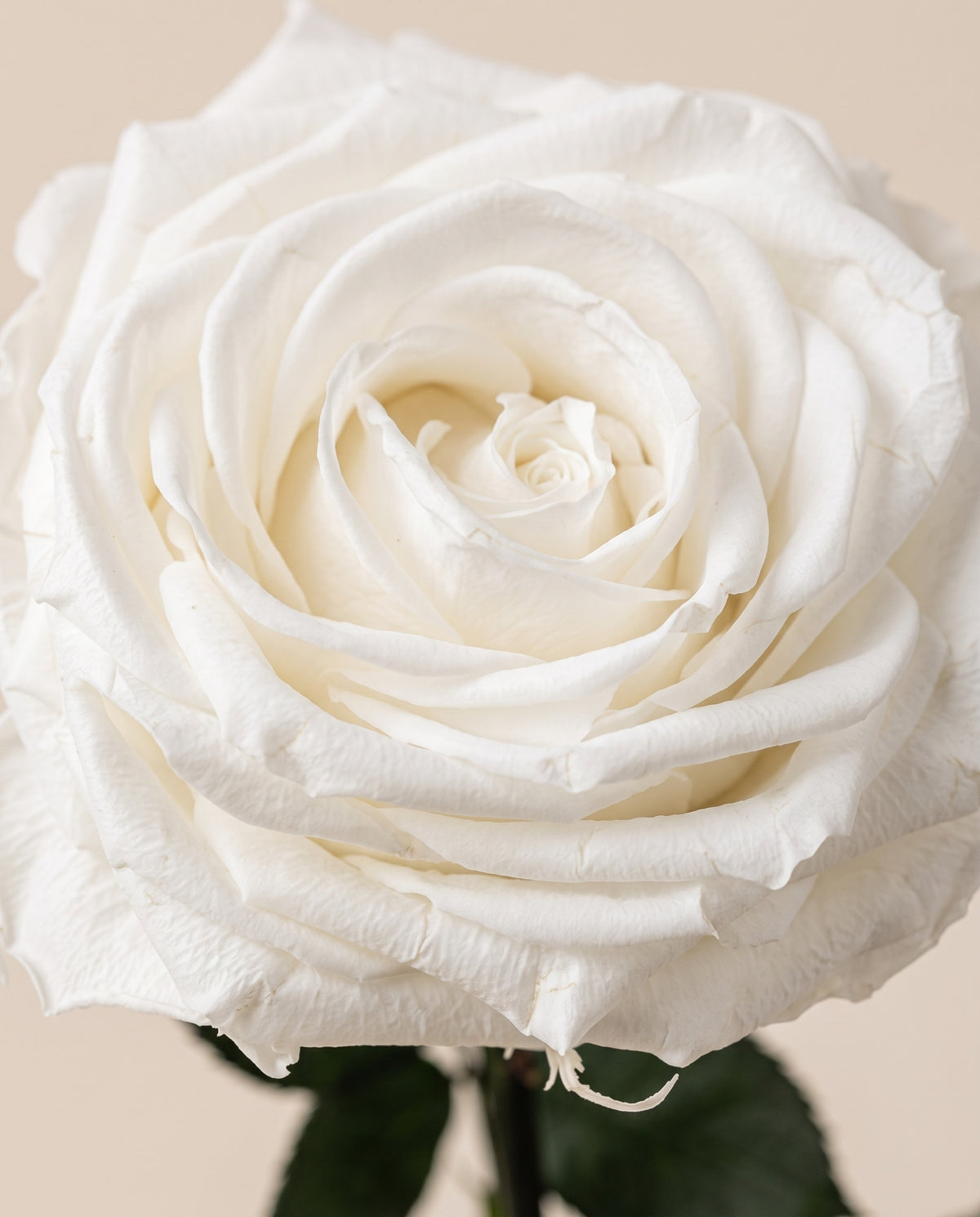 Detalle de cerca de una rosa grande preservada blanca.
