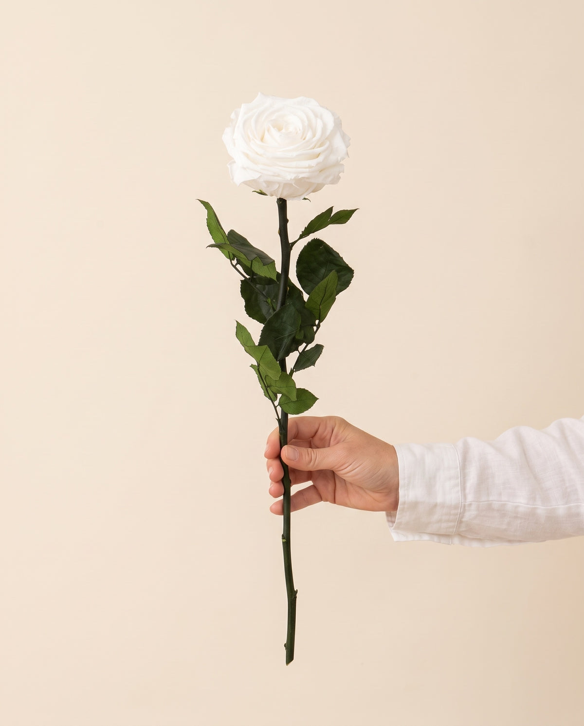 Mano sujetando una rosa grande preservada blanca, para ver su tamaño. Se vende por unidad.