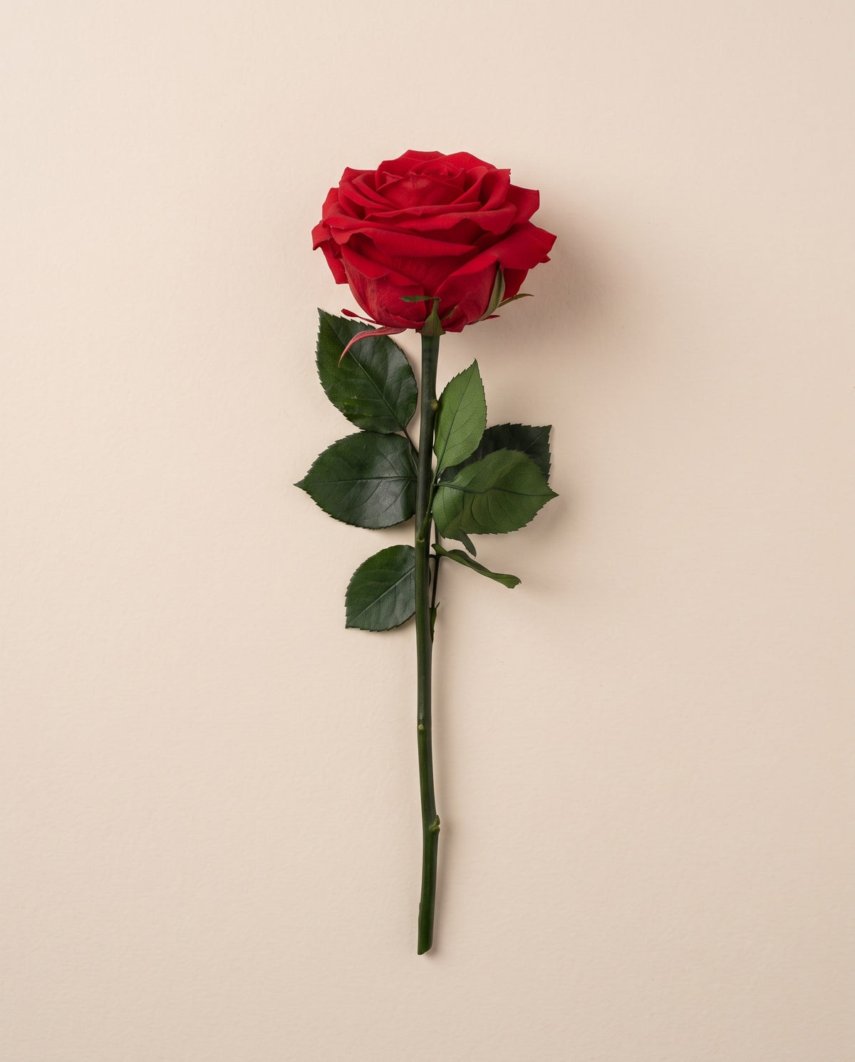 Rosa grande preservada roja con tallo de 55 cm, vista desde arriba. Se vende por unidad.