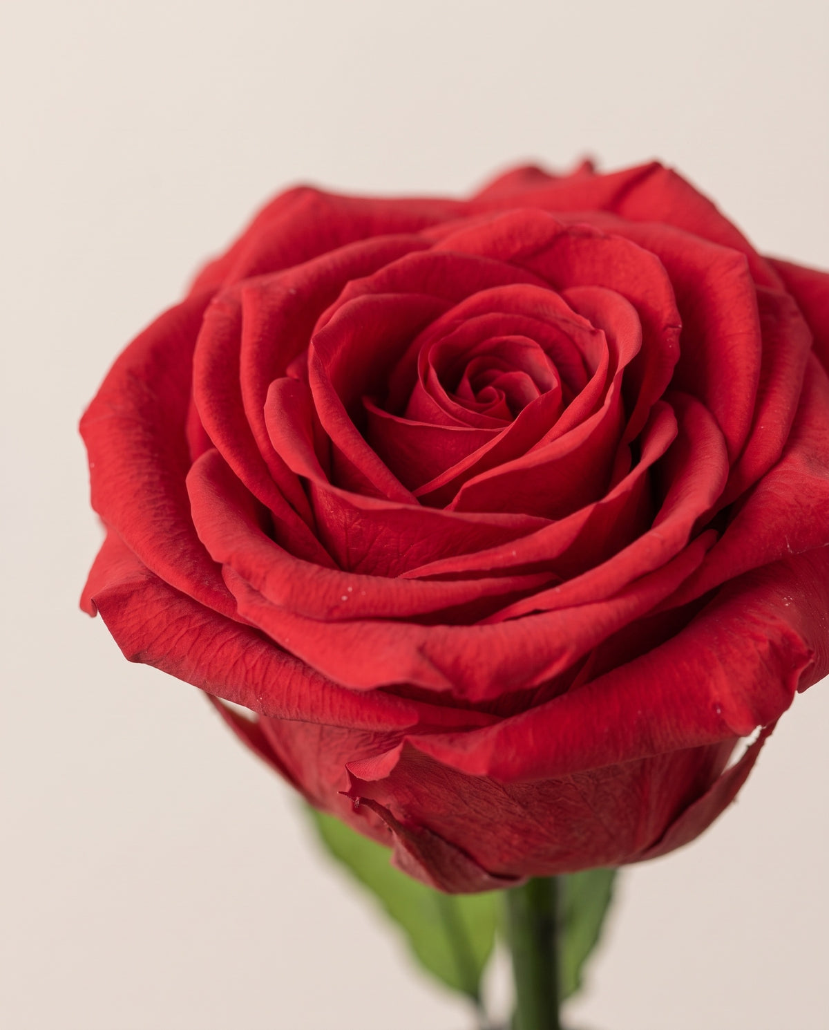 Grande plano de uma rosa grande preservada vermelha.