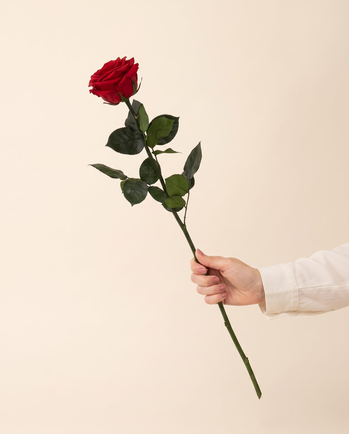 Mão a segurar uma rosa grande preservada vermelha, para ver o tamanho. Vende-se à unidade.