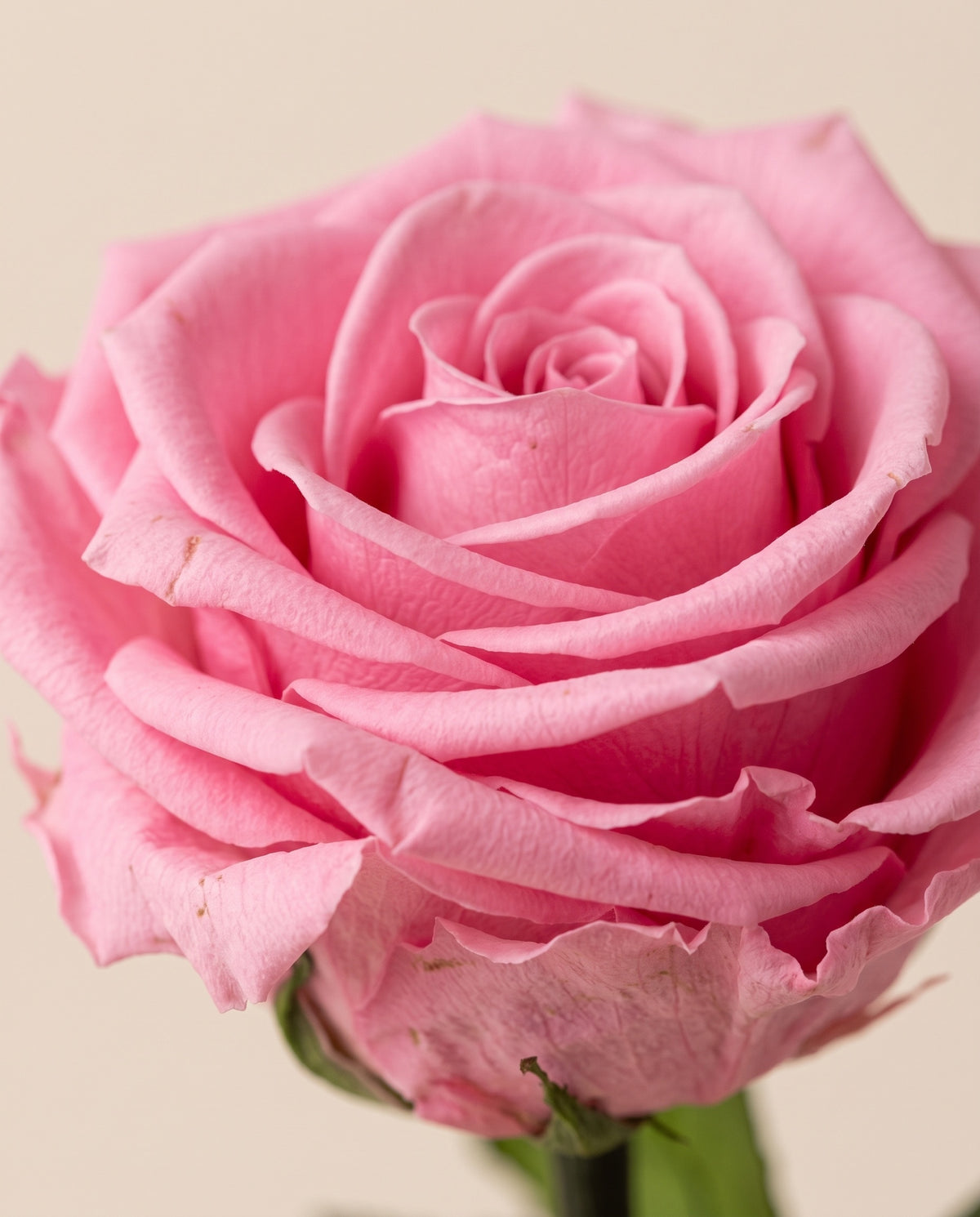 Detalle de cerca de una rosa grande preservada rosa.