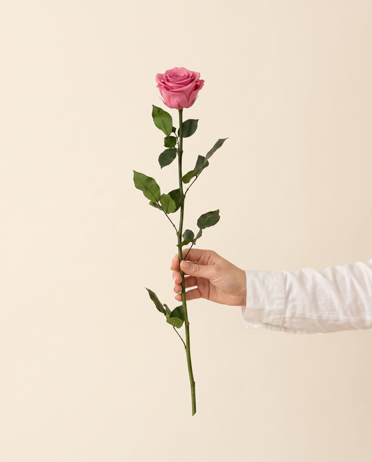 Mano sujetando una rosa grande preservada rosa, para ver su tamaño. Se vende por unidad.