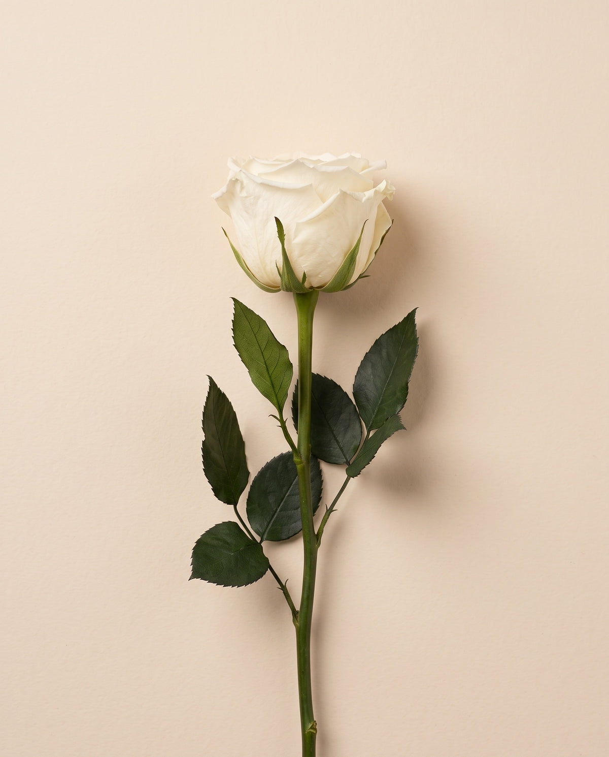 Rosa de jardín preservada blanca con tallo de 27,5 cm, vista desde arriba. Se vende por unidad.