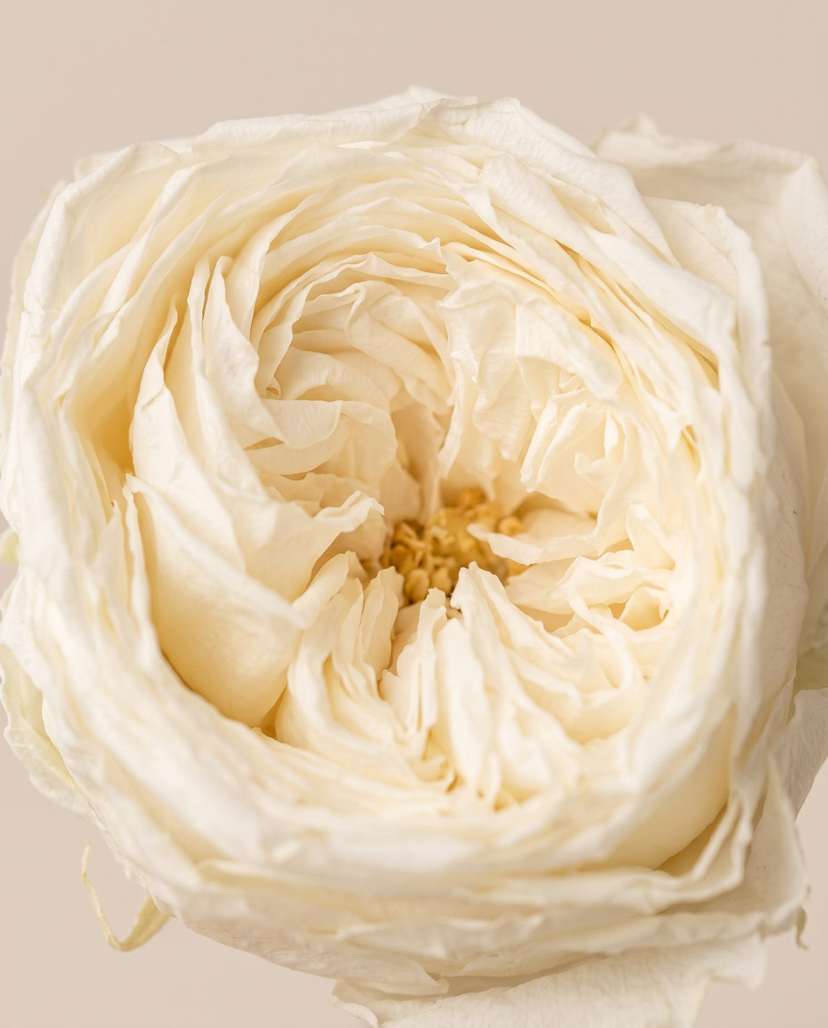 Detalle de cerca de una rosa de jardín preservada blanca.
