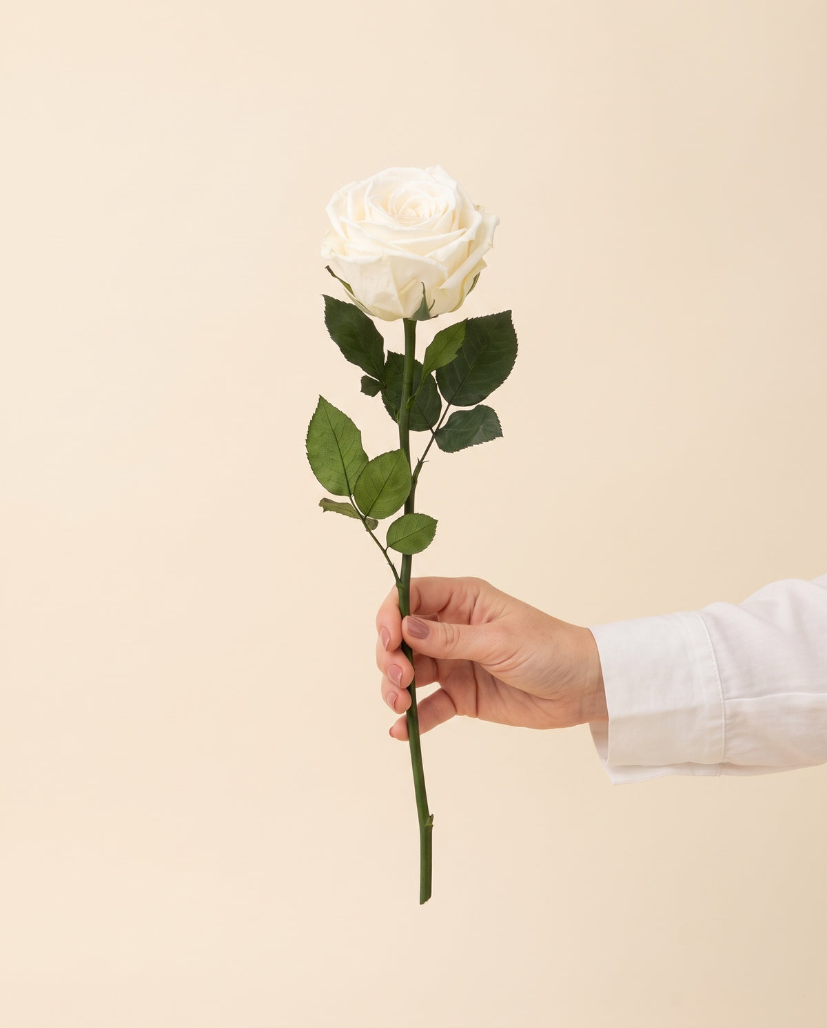 Mano sujetando una rosa de jardín preservada blanca, para ver su tamaño. Se vende por unidad.