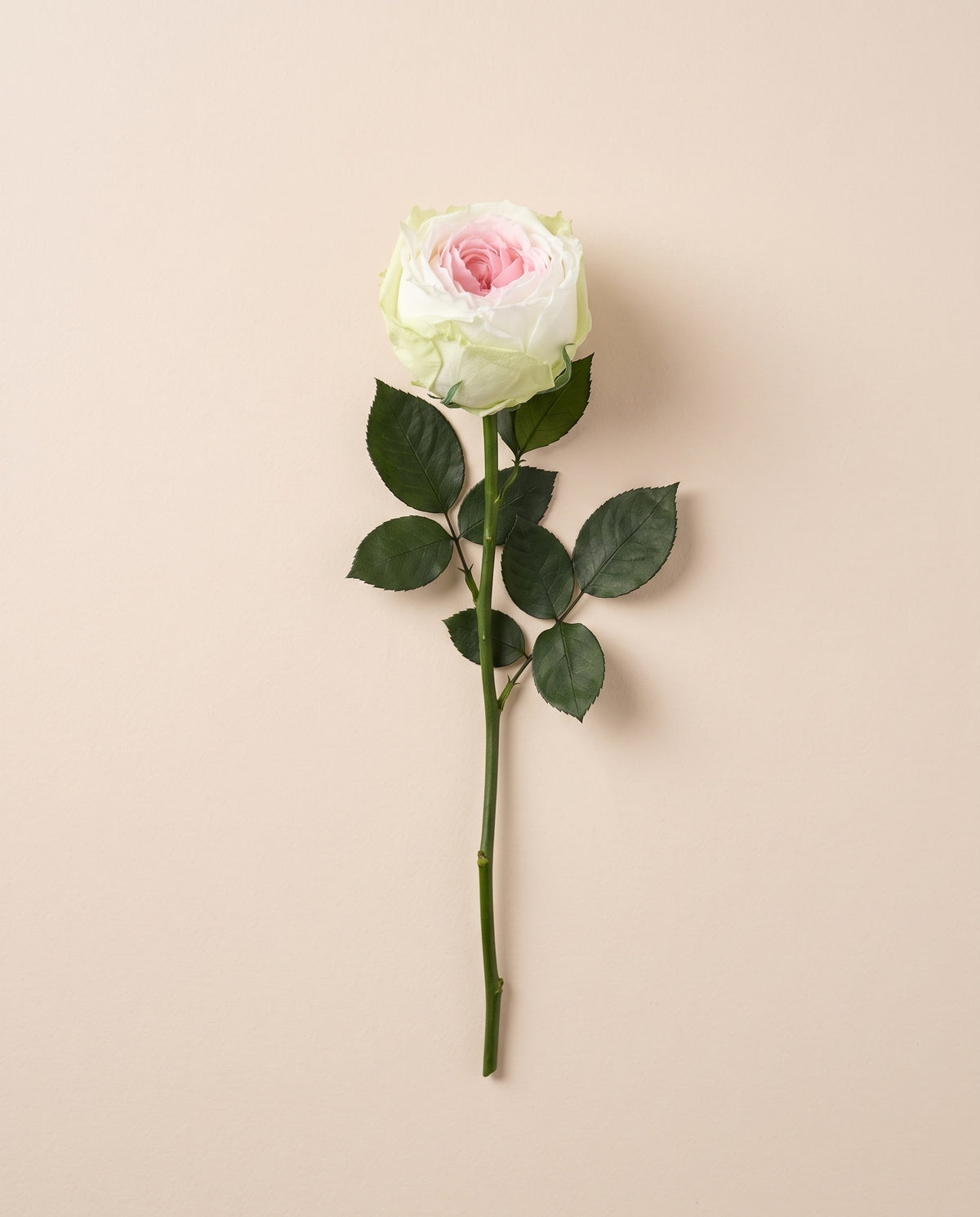 Rosa de jardín preservada rosa y verde con tallo de 27,5 cm, vista desde arriba. Se vende por unidad.