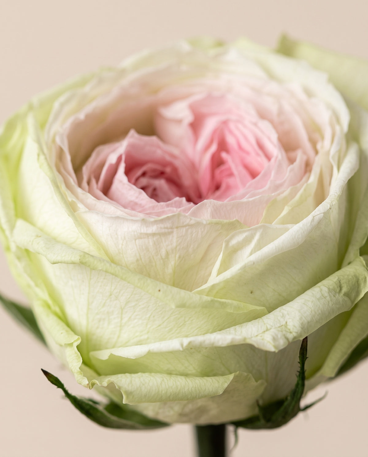 Detalle de cerca de una rosa de jardín preservada rosa y verde.