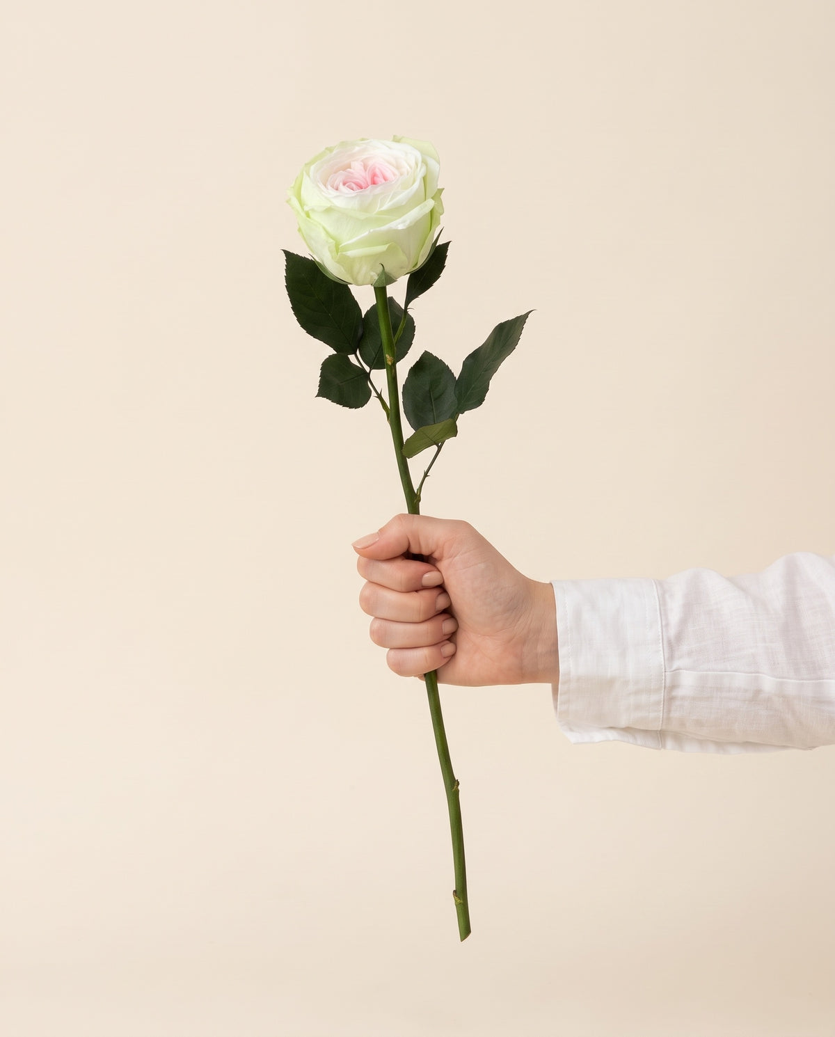 Mano sujetando una rosa de jardín preservada rosa y verde, para ver su tamaño. Se vende por unidad.