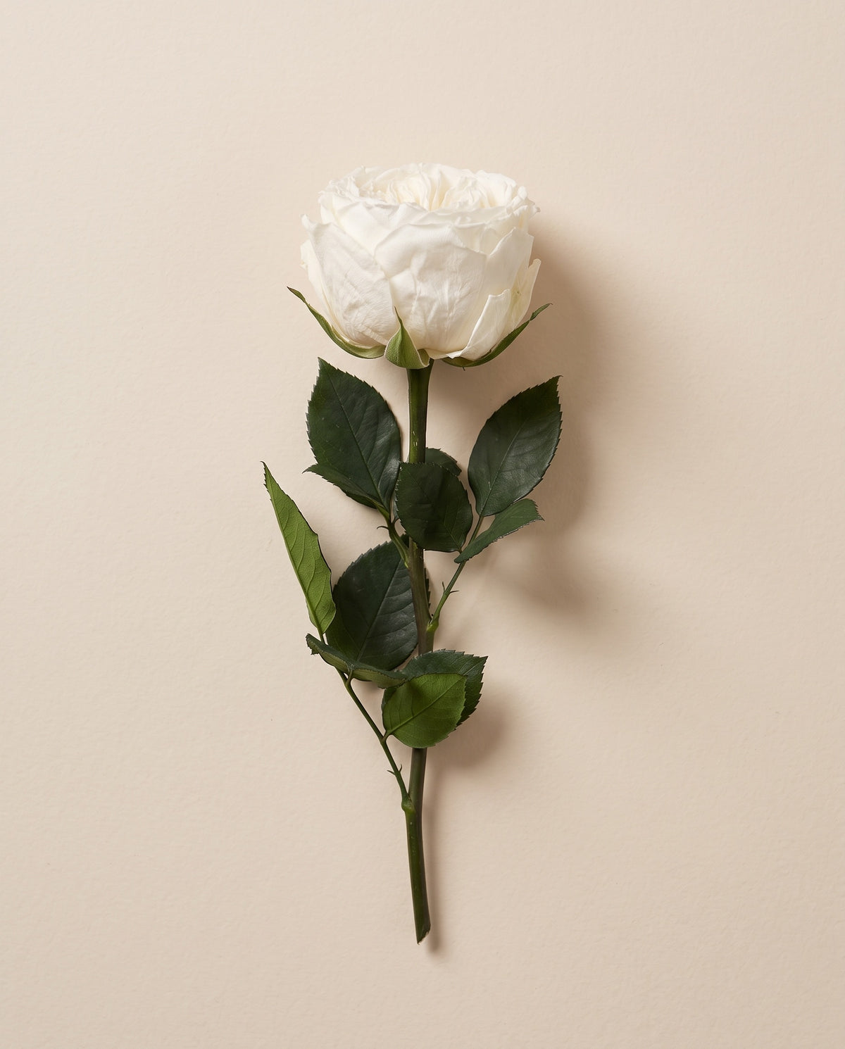 Rosa de jardín de tallo corto preservada blanca con tallo de 27,5 cm, vista desde arriba. Se vende por unidad.