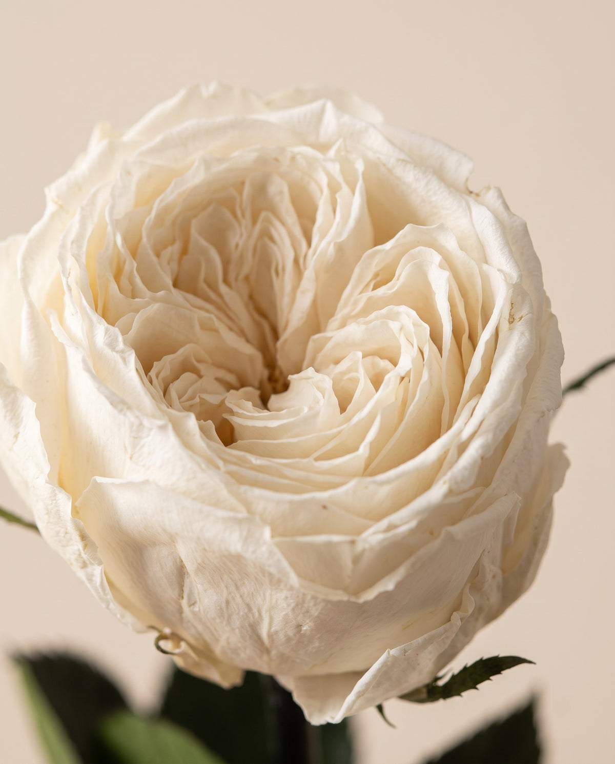 Detalle de cerca de una rosa de jardín de tallo corto preservada blanca.