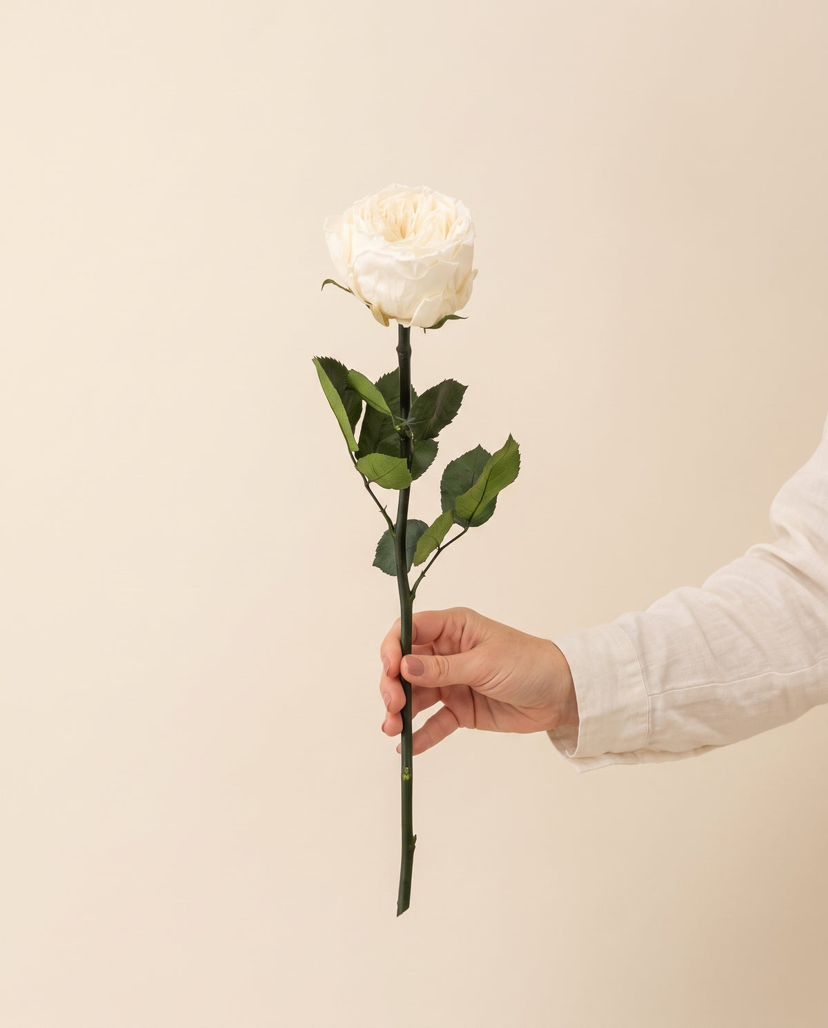 Mano sujetando una rosa de jardín de tallo corto preservada blanca, para ver su tamaño. Se vende por unidad.