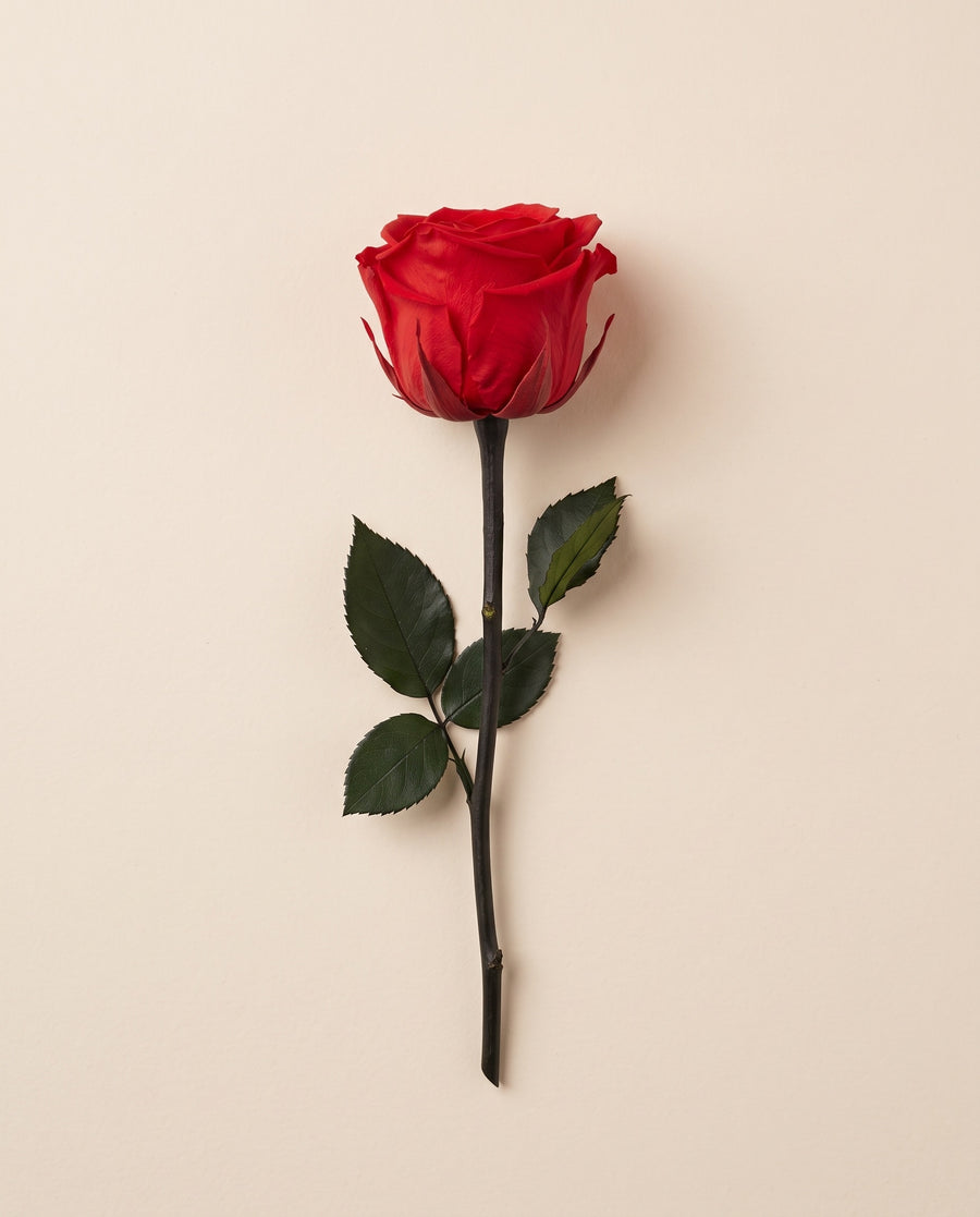 Rosas preservadas con tallo