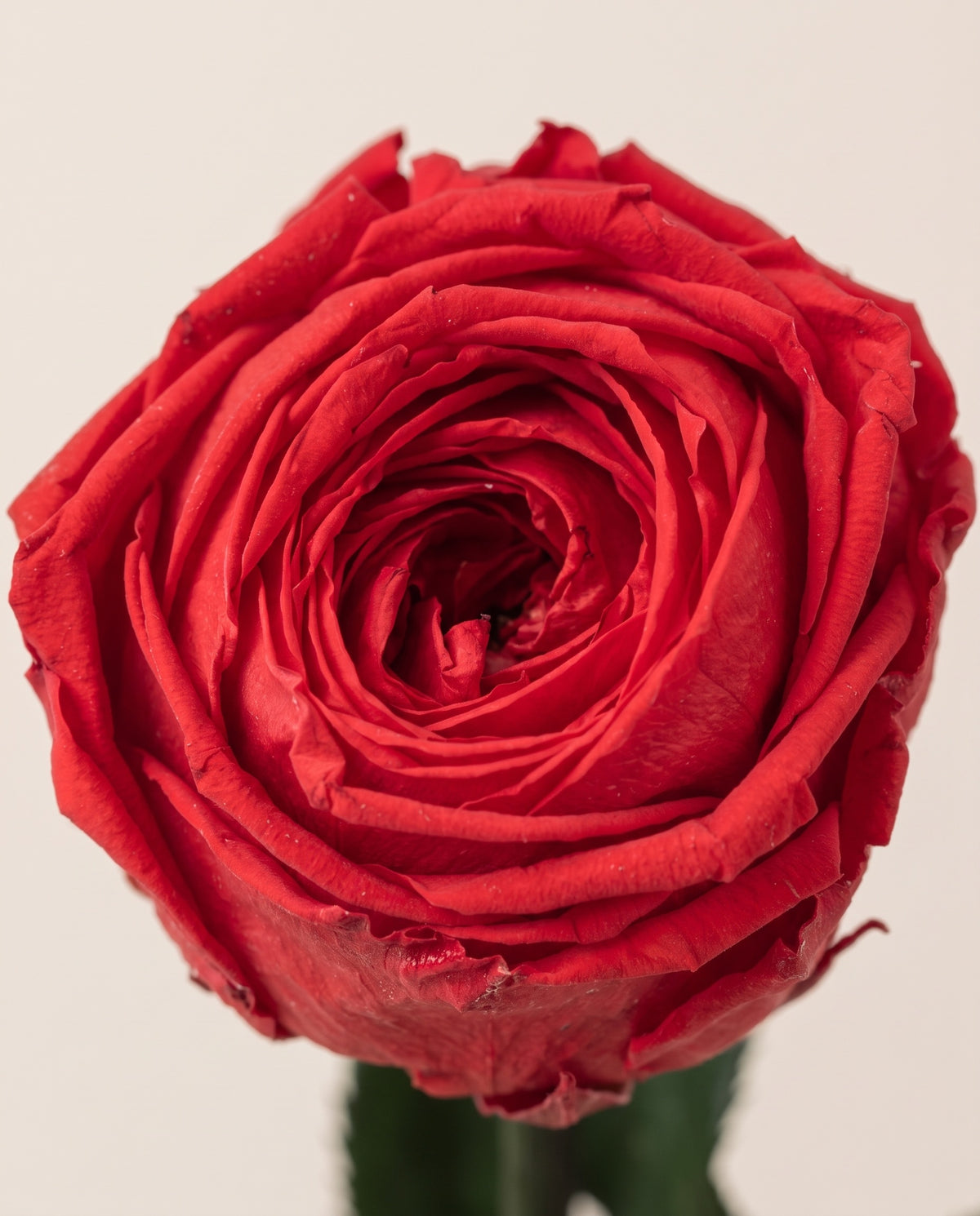 Detalle de cerca de una rosa de jardín de tallo corto preservada roja.
