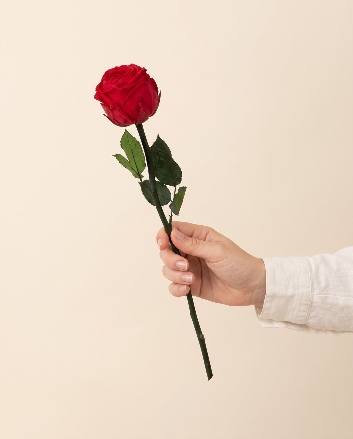 Mano sujetando una rosa de jardín de tallo corto preservada roja, para ver su tamaño. Se vende por unidad.
